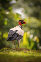 The King vulture, Sarcoramphus papa The bird is standing in beautiful colorful autumn environment America Costa Rica Pretty colorful contrasting backround with nice bokeh ..