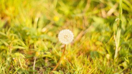 łąka, drzewa, kwiaty, przyroda, owady, słońce, dzień, poranek,  © Rafal