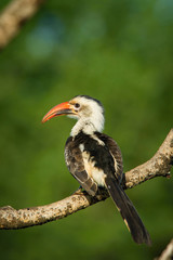 The northern red-billed hornbill, Tockus erythrorhynchus The bird is perched on the branch in the arid African savanna Africa Uganda in the morning during surise nice green background..