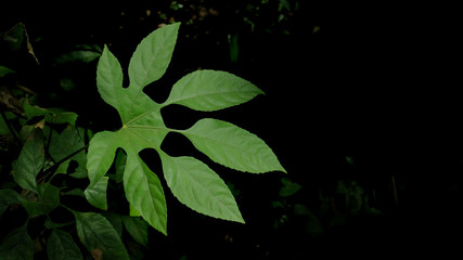green fresh leaves branch on black background