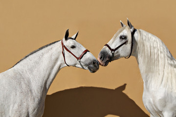 Beautiful portrait of a spanish mare and stallion with warm background