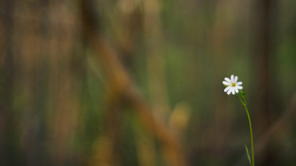 łąka, drzewa, kwiaty, przyroda, owady, słońce, dzień, poranek,  © Rafal