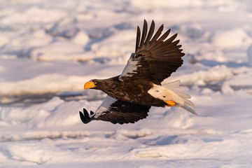 Plakat The Steller's sea eagle, Haliaeetus pelagicus The bird is flying in beautiful artick winter environment Japan Hokkaido Wildlife scene from Asia nature. came from Kamtchatka..