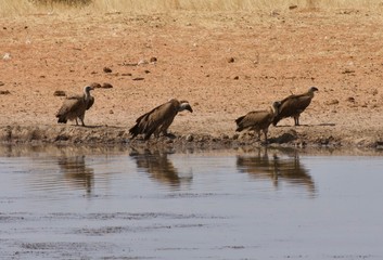Etosha Park wildlife