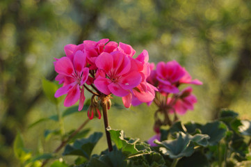 łąka, drzewa, kwiaty, przyroda, owady, słońce, dzień, poranek,  © Rafal