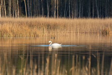 Swan in lake Kanieris