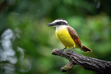 Pitangus sulphuratus,Great kiskadee The bird is perched on the branch in nice wildlife natural environment of Costa Rica