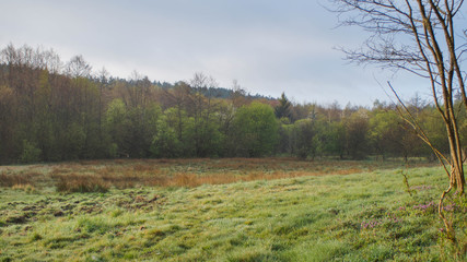 łąka, drzewa, kwiaty, przyroda, owady, słońce, dzień, poranek,  © Rafal