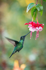 Eugenes fulgens, Rivolis hummingbird The Hummingbird is hovering and drinking the nectar from the beautiful flower in the rain forest. Nice colorful background... © Petr Šimon