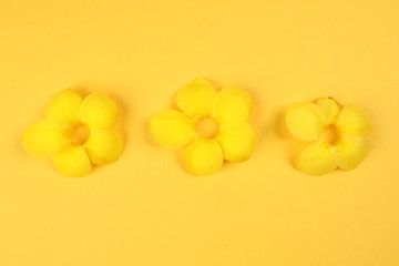 Yellow allamanda bell flower on yellow paper background text copy space minimalist concept