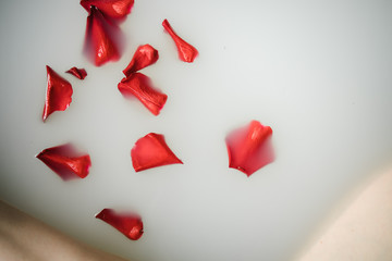 red rose petals in milk water