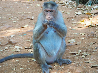 In the jungle, a monkey sits peeling and eating peanuts from Park visitors.