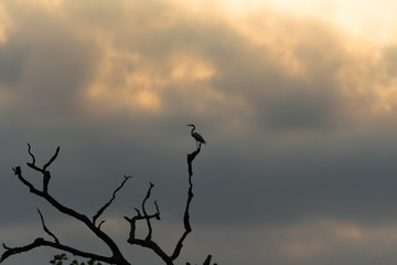 silhouette of a great blue heron 