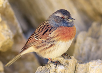 starling, little warbler, wildlife macro portrait bird
