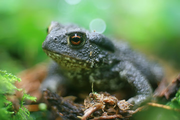 toad in the forest macro / amphibian, reptile in the forest, wildlife animal frog in the forest