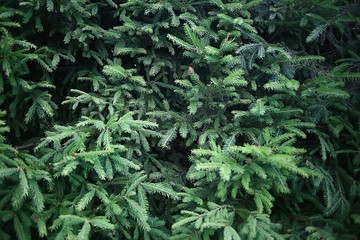 green spruce branches background abstract
