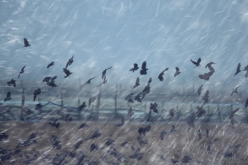 Fototapeta premium autumn landscape flying crows flock, stress concept autumn rain, flying black birds