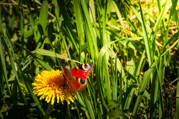 Motyl na kwitnącym mleczu © Mariusz Stoszewski