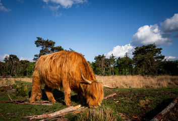 Highland cow, Scottish breed of cattle, at the landscape of Strabrechtse Heide, Noord Brabant, the Netherlands.