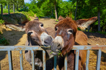 Two playful donkeys on a farm in Tuscany, Italy.