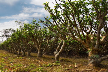 Eastern India. One of the famous tea plantations of Assam state on the right Bank of the Brahmaputra river. Local tea varieties are considered to be among the best in the world.
