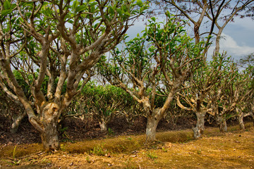 Eastern India. One of the famous tea plantations of Assam state on the right Bank of the Brahmaputra river. Local tea varieties are considered to be among the best in the world.