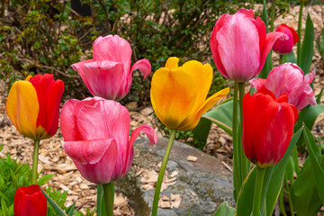 Fototapeta premium Colorful tulips blooming in garden on sunny spring day