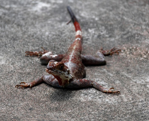 Un Lézard de Pointe-Noire