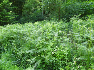 High forest vegetation in the forest © Rafal