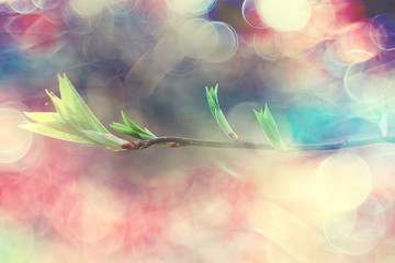 branches of young green leaves and buds, seasonal background, april march landscape in the forest