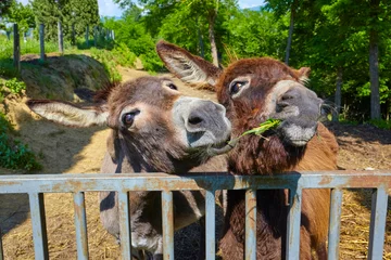 Foto auf Acrylglas Antireflex Two playful donkeys on a farm in Tuscany, Italy. © Composer