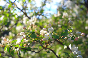 abstract apple tree flowers background, spring blurred background, branches with bloom
