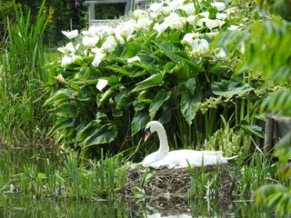 White mother swan is sitting in its nest - obrazy, fototapety, plakaty