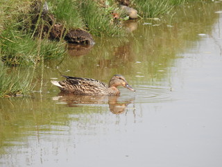 A lone duck on a water channel