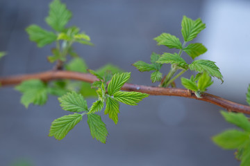 green leaves on a branch