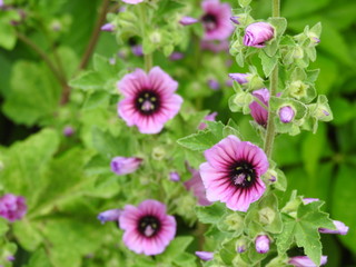 Obraz premium Pink mallow flowers close-up