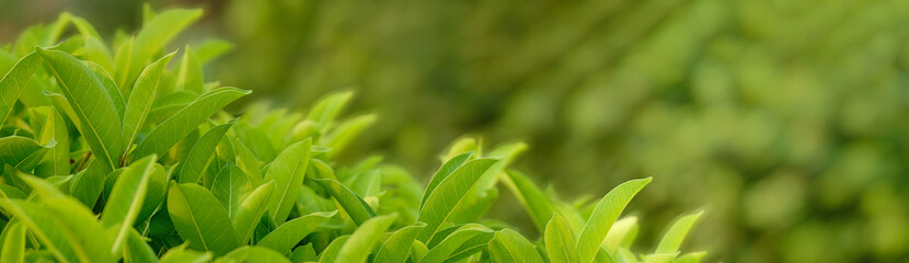 Green leaves background nature, environment, ecology greenery, clean plant spring
