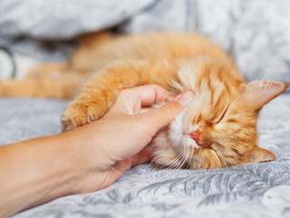 Woman strokes cute ginger cat sleeping in bed. Fluffy pet has a nap with pleasure. Cozy morning...