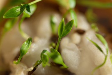 growth of new plant life