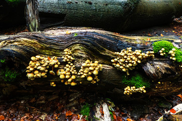 Tree with large brown fungi