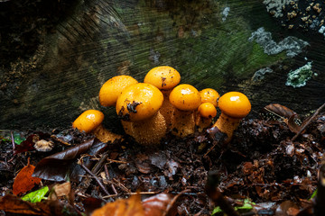 Close up of Pholiota squarrosa (aka shaggy scalycap, shaggy Pholiota, or scaly Pholiota)
