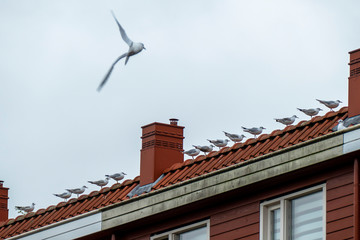 Row of seagulls sitting on a rooftop