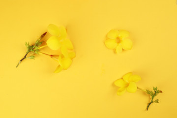 Yellow allamanda bell flower on yellow paper background text copy space minimalist concept