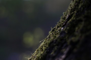 moss on tree