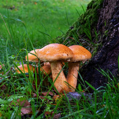 Tree with large brown fungi