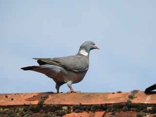 The pigeon walks on the roof top