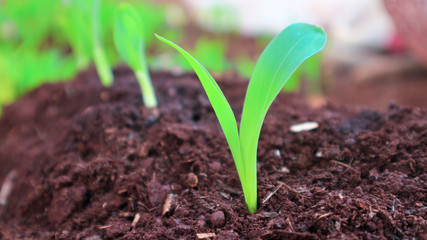 1 week corn seedling