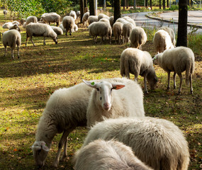 Obraz na płótnie Canvas Flock of white sheep in a meadow beside a road