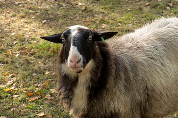 Close up of a black headed sheep
