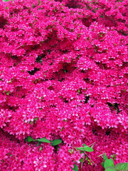 Azalea flowers
